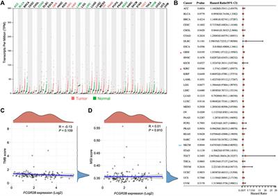 Fc gamma receptor IIb in tumor-associated macrophages and dendritic cells drives poor prognosis of recurrent glioblastoma through immune-associated signaling pathways